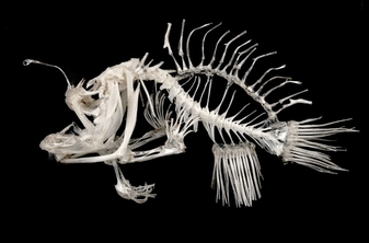 Skeletal/Muscular - The Anglerfish